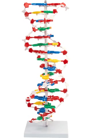 Dna Modeli - Dna Maketi 01