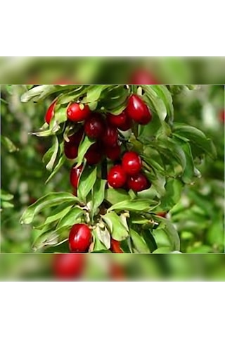 Kızılcık Fidanı 50-80 Cm Tüplü