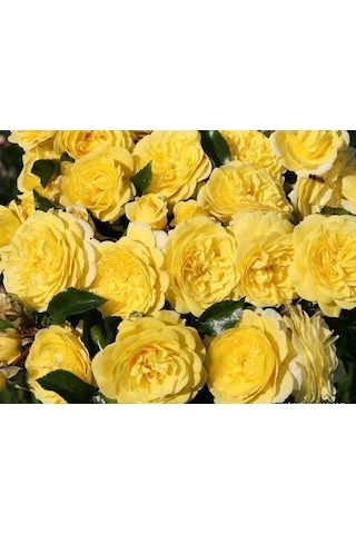 Tüplü Aşılı Yediveren Kokulu Sarı Katmerli Solero Gül Fidanı