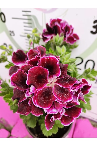 Bordo Ceylangözü Sardunya Pelargonium Domesticum - Renkli Süs Bitkisi