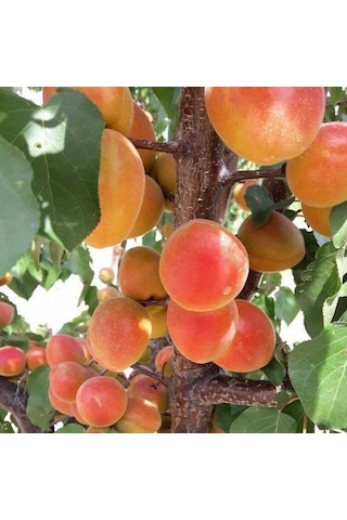 Tüplü Yüksek Aromalı Soğuklara Dayanıklı Al Kayısı Fidanı