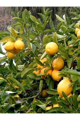 Avantajlı Ev Içerisinde Saksı Yetiştiriciliğine Uygun Yediveren Limon Fidanı