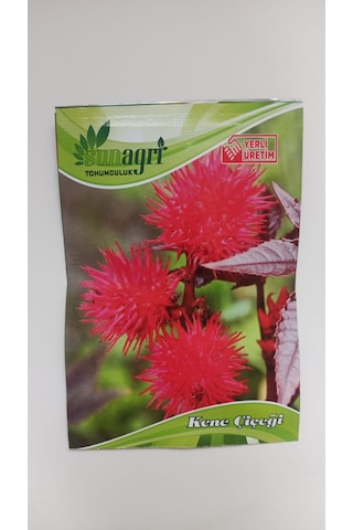 Bykurt Sunagri Kene Çiçeği Tohumu - Balkon & Bahçe İçin Tropikal Ve Gösterişli 5 Adet Tohum