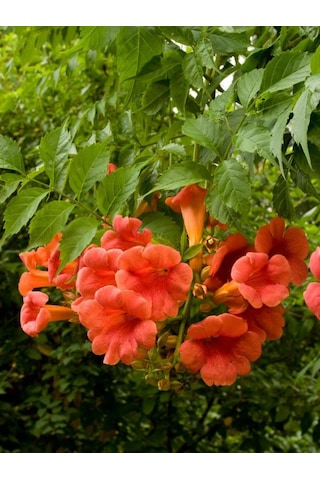 Hızlı Büyüyen Acem Borusu Fidanı 1 Yaşında Tüplü