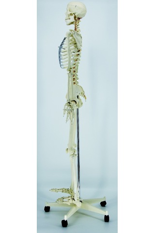 ECE İnsan İskeleti Modeli 180cm Tekerlekli Kaide