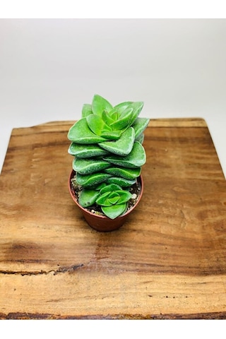 Crassula Springtime Sukulent Top Şeklinde Çiçek Açar