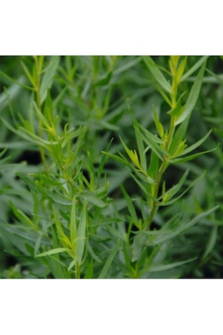 40 Adet Yerli Ata Tarhun Tohumu Artemisia Dracunculus L.