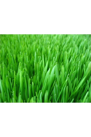 Bermuda Çim Tohumu Uganda Çim Tohumu 500 Gr