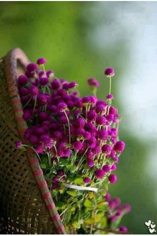 Hanım Düğmesi Tohumu 30 Adet