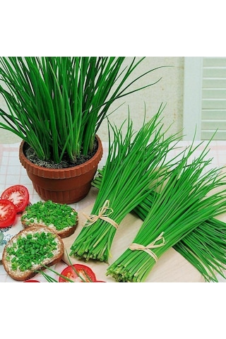 Evde Yetiştir Frenk Soğanı Ekim Kiti Tohum - Saksı - Toprak