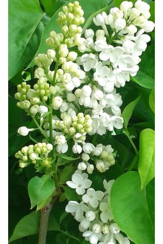 Beyaz Leylak Fidanı 30-60 Cm Boylarında 1-2 Yaş Arası Saksılı