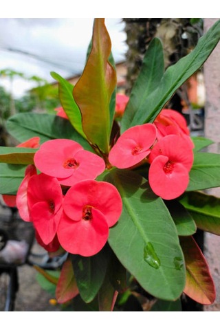 Videolu Kırmızı Dikenler Tacı Kaktüs 1 Adet Saksılı 20-40 Cm Iç Mekan Hediyelik Bitki Euphorbia