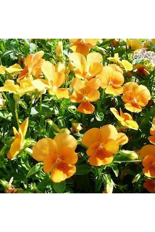 Chantreyland Cornuta Violet Menekşe Çiçeği Tohumu 100 Tohum