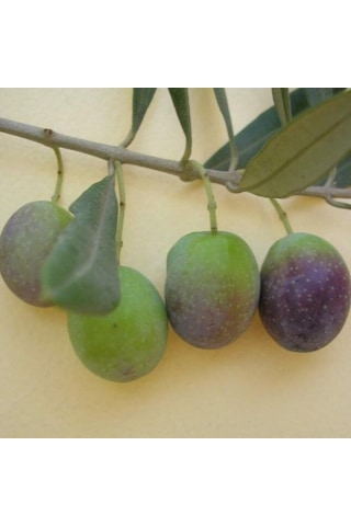 Susuzluğa Dayanıklı Sofralık Nizip Yağlık Zeytin Fidanı 10-20 Cm