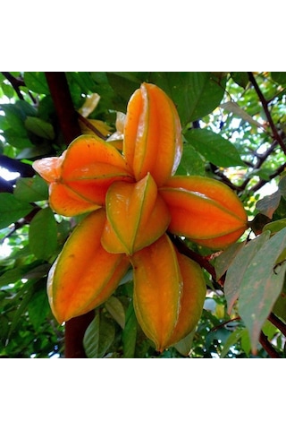 Aşısız Star Fruit Fidanı 4 Yaş 120 Cm Üstü