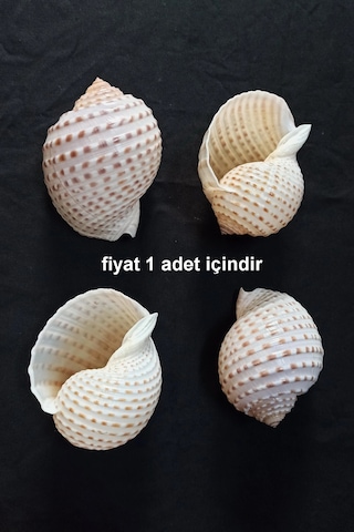 Çok Güzel Deniz Kabuğu Tonna Marginata 8tm