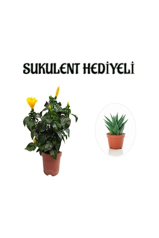 Sarı Renk Japon Gülü Çiçeği Sevgililer Gününe Özel Sukulent Hediyeli