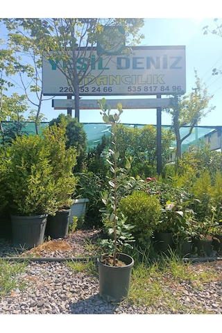 Yeşil Deniz Fidancılık Tüplü Kaymak Ağacı Fidanı 50-100 Cm