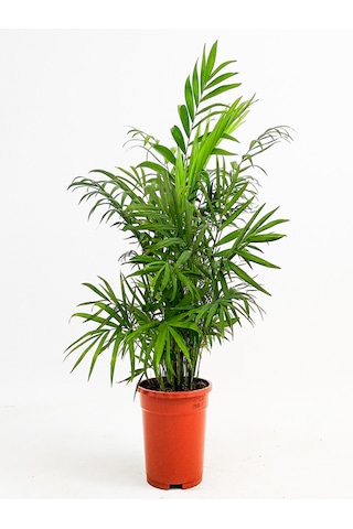 Areka Dağ Palmıyesi Chamadora Elegans 40 Cm