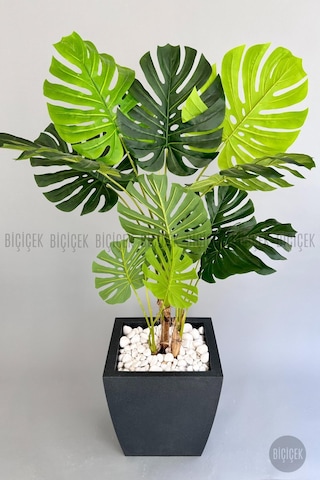 Biçiçek Yapay Monstera Ağacı Deve Tabani 180 Cm Antresi̇t Kemer Saksıda