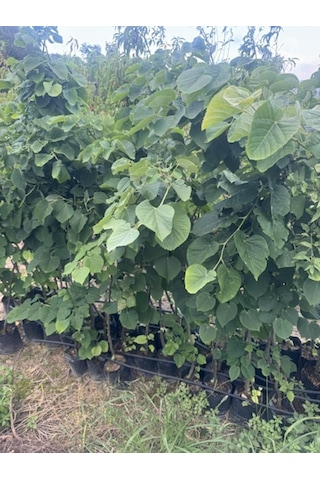 Tüplü 4 Yaş Geniş Yapraklı Ihlamur Tilia Platyphyllos B0y 180-200cm