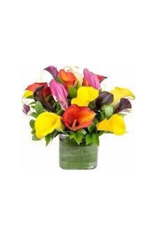 20 Adet Tohumorganik Karışık Calla Lily Çiçek Tohumu Afrika Çöl Çiçeği Calla Lily Sürpriz Hediye