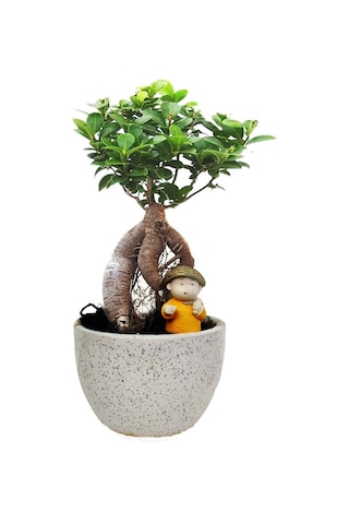 Ficus Ginseng Bonsai