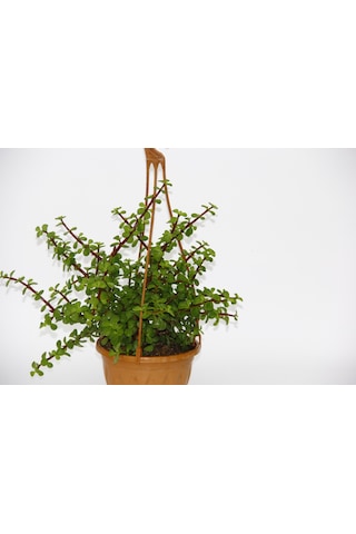 Yeşim Ağacı 2 Adet Crassula Portulacaria - Askılı Saksıda l