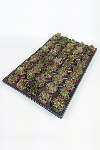 Astrophytum Capricorn Kaktüsü 45 Adet 5.5 CM