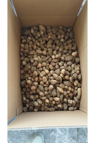 Dogal Salep Fidanı 5 Kg Serapies