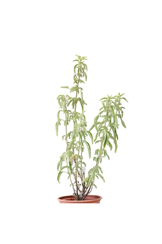 Anadolu Ada Çayı (Salvia fruticosa)- 1 lt Saksıda