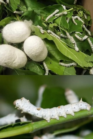 İpek Böceği Yumurtası 50 Adet