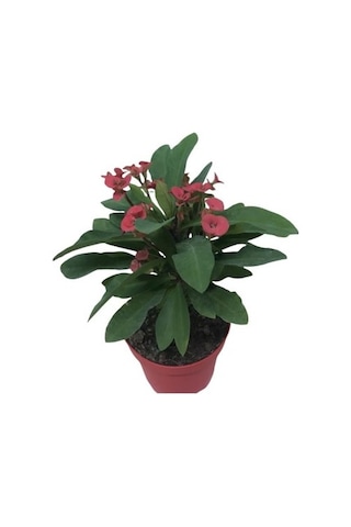 3' Lü Dikenler Tacı Çiçeği Euphorbia Milli Dikenler Tacı 10-20 Cm