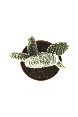 Opuntia Microdasys 'Albata' (Kaktüs) Ø8,5 CM Y10-15 CM