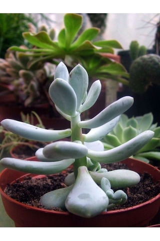 Pachyphytum Glutinicaule Sukulent Bitki