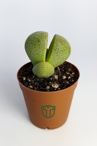 Pleiospilos Nelii Özel Tür Kaktus Çiçek Açan Kaktüs 5.5 Cm