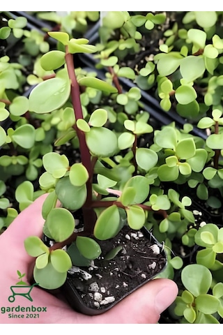 Yeşim Para Çiçeği 1 Adet Dekoratif Canlı Bitki 10-15cm