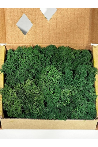 Reindermoss Şoklanmış Norveç Yosunu Terarium Yosunu Grass Green Light 100 Gr.
