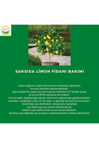 Dekoratif Saksılı Tijli Limon Fidanı