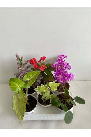 6'lı Bitki Seti Melek Kanadı+ Aşkın Göz Yaşı+ Hedera+kırmızı Milli Dikenler Tacı+mezem+pilea