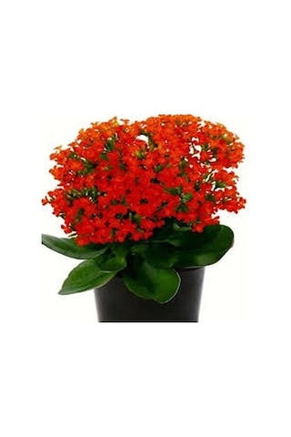 Kırmızı Kalanşo Çiçeği 3 Adet
