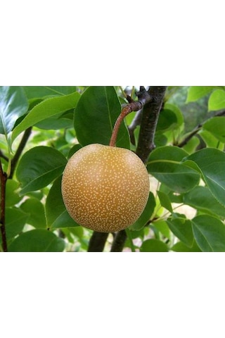 Naşi - Japon Armut Fidanı Aşılı - 2 Yaş Tüplü \ 80-100 Cm