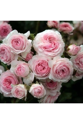 Yediveren Pembe Beyaz Sarmaşık Gül Fidanı 5 Adet 15-25 4584