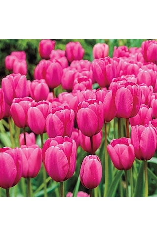 İthal Özel Pink İmpresion Lale Soğanı İri Kafa Özel Lale Soğanı 4 Soğan