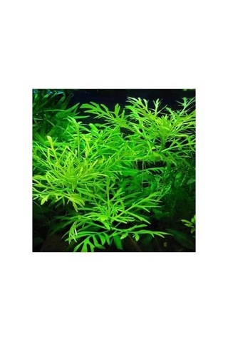 Hygrophila Difformis 4-6 Kök Canlı Bitki Standart