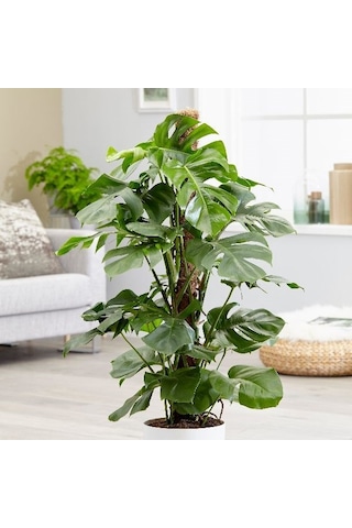 Deve Tabanı Monstera -  Ev Ofis Bitkisi