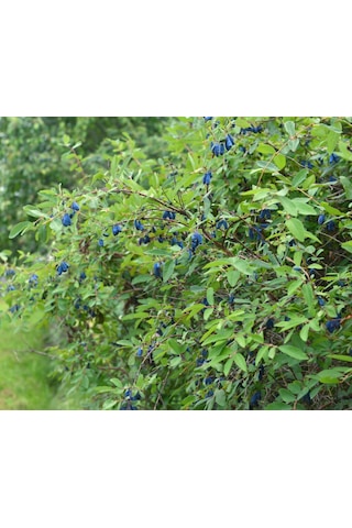 Bal Yemişi Fidanı 2 Adet