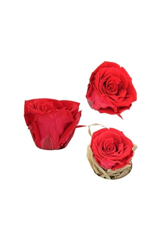 Şoklanmış Solmayan Gül. 5 CM - Kırmızı