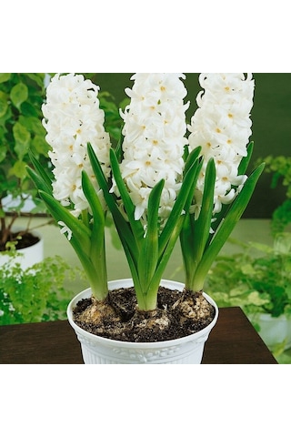 Yoğun Kokulu Beyaz White Pearl Sümbül Soğanı 3 Adet