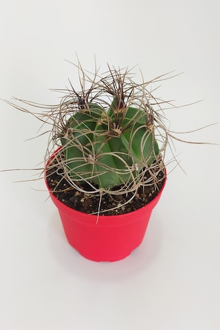 Astrophytum Capricorne Nadide Tür Tekli Özel Kaktüs 8.5 CM KırmıZI